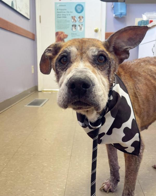 mila at the vet