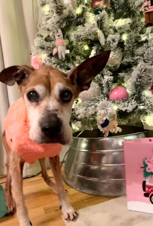 mila with her christmas tree