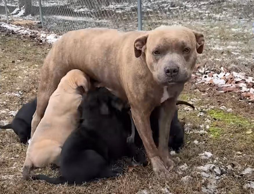 mother dog feeding puppies