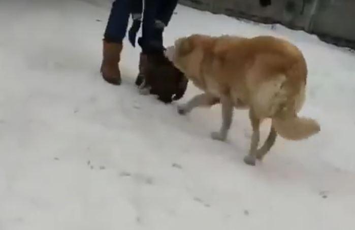 person rescuing puppy