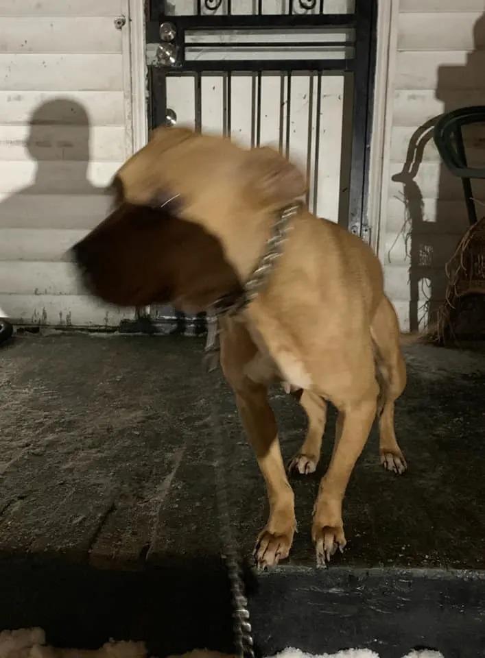 pit bull on porch