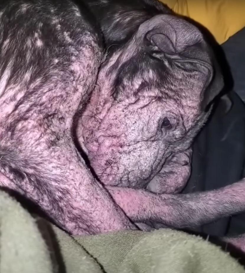 poor hairless dog