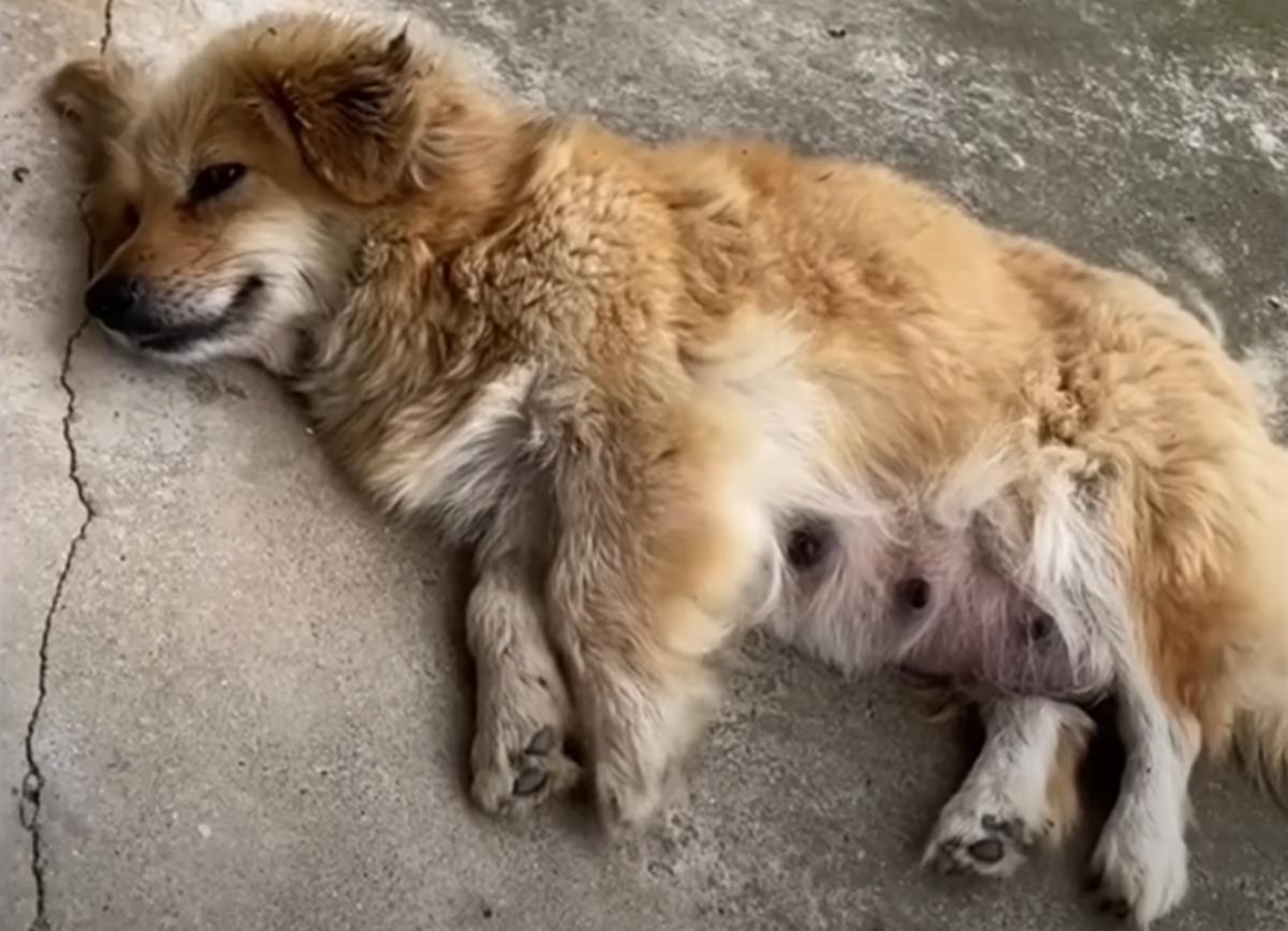 poor mama dog exhausted trying to protect her pups