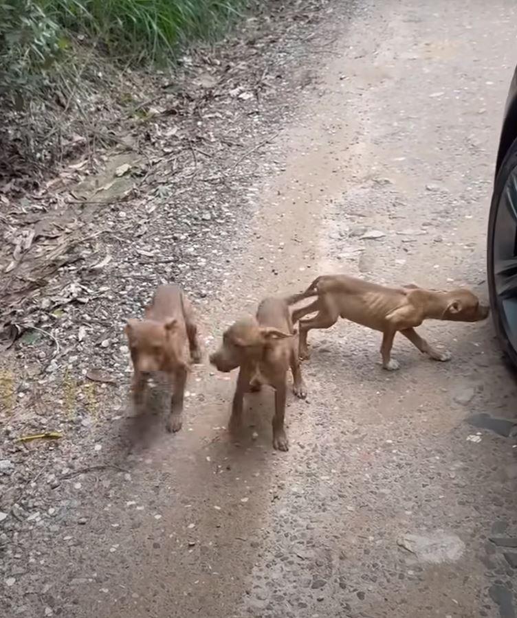 puppies near car