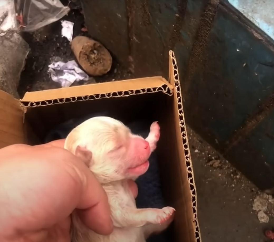 puppy abandoned in box