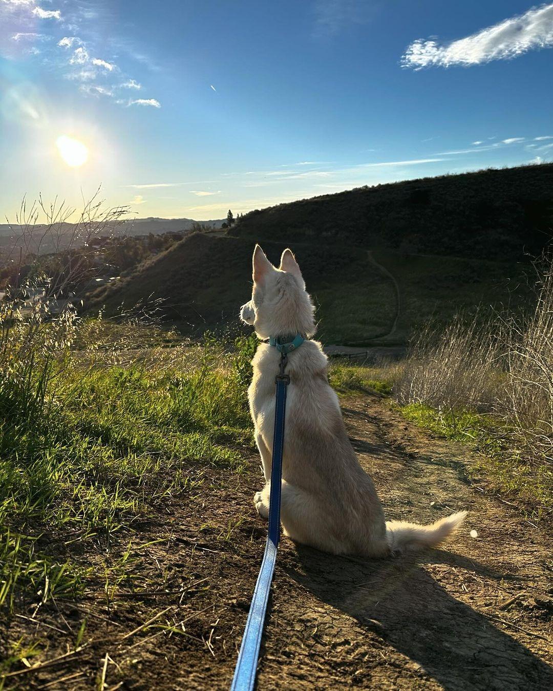 puppy and sunset