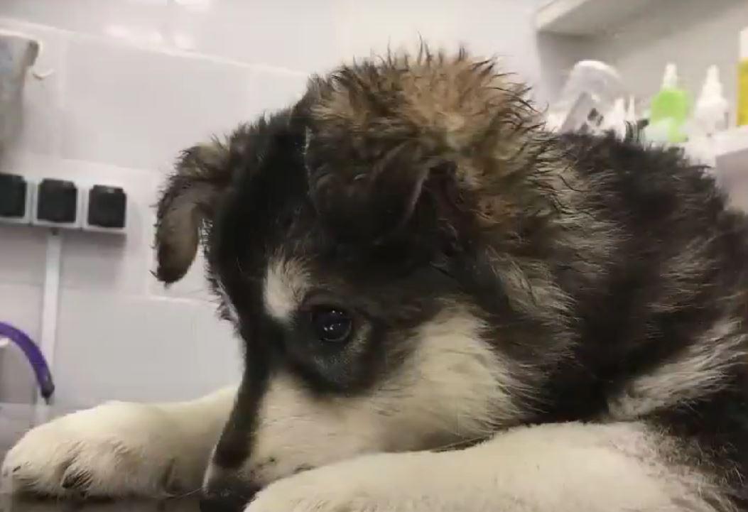 puppy at the vet