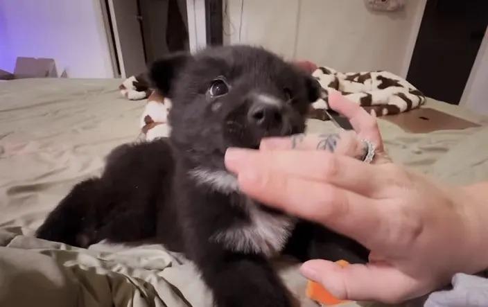 puppy biting hand