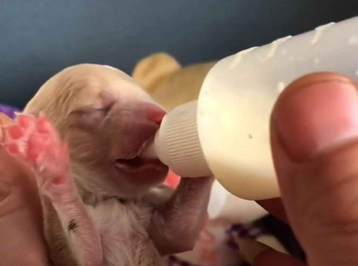 puppy bottlefed