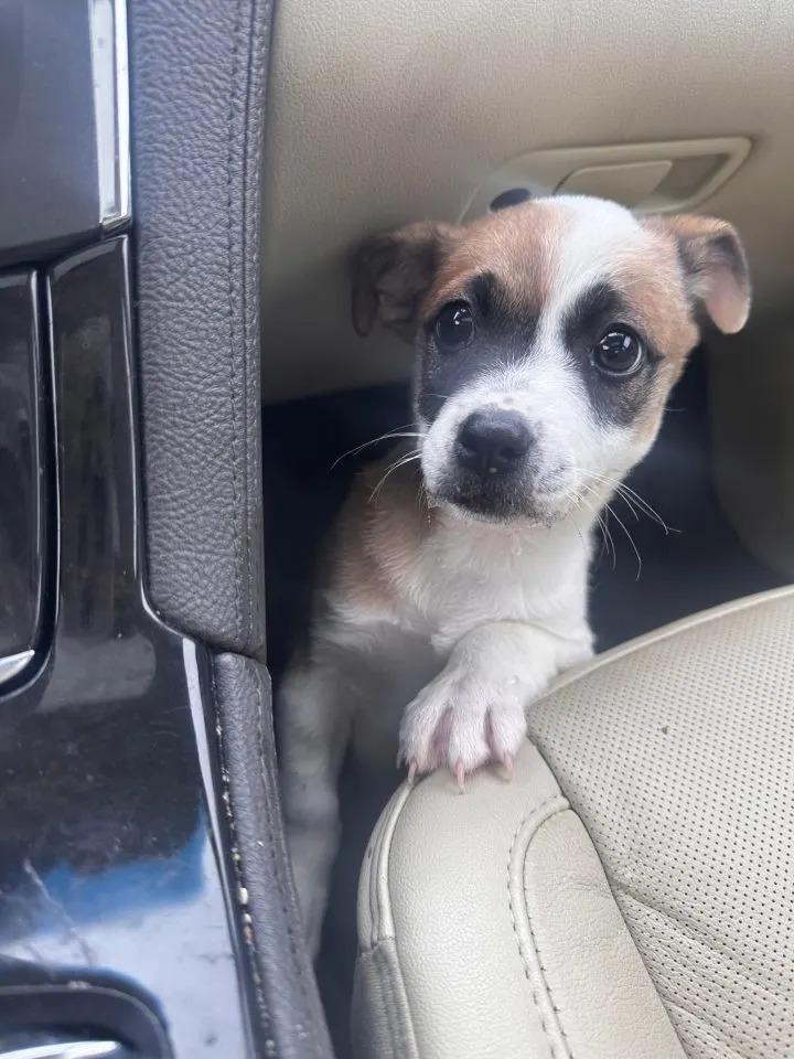 puppy in car