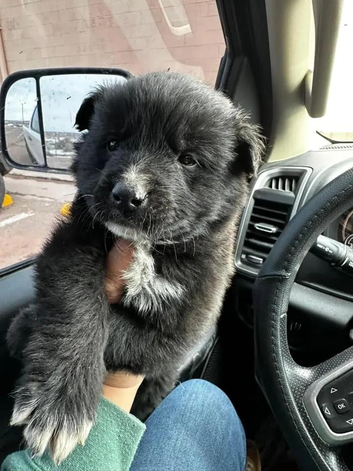 puppy in car