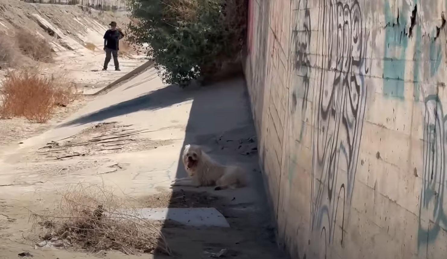 puppy near wall