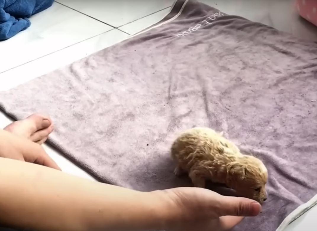 puppy on carpet