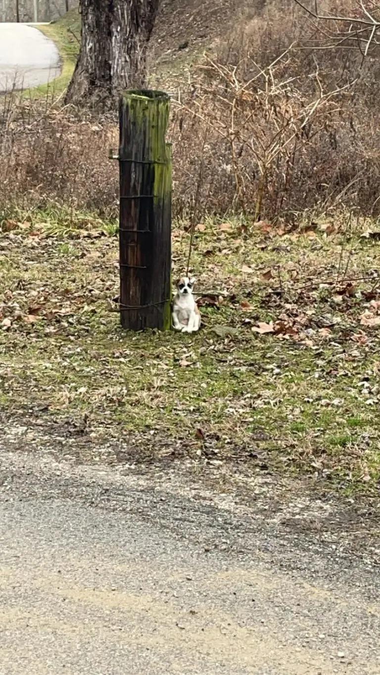 puppy tied to tree