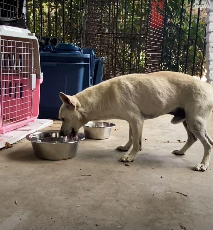 rescued dog drinking