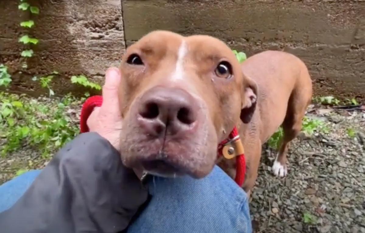 rescuer petting the pup