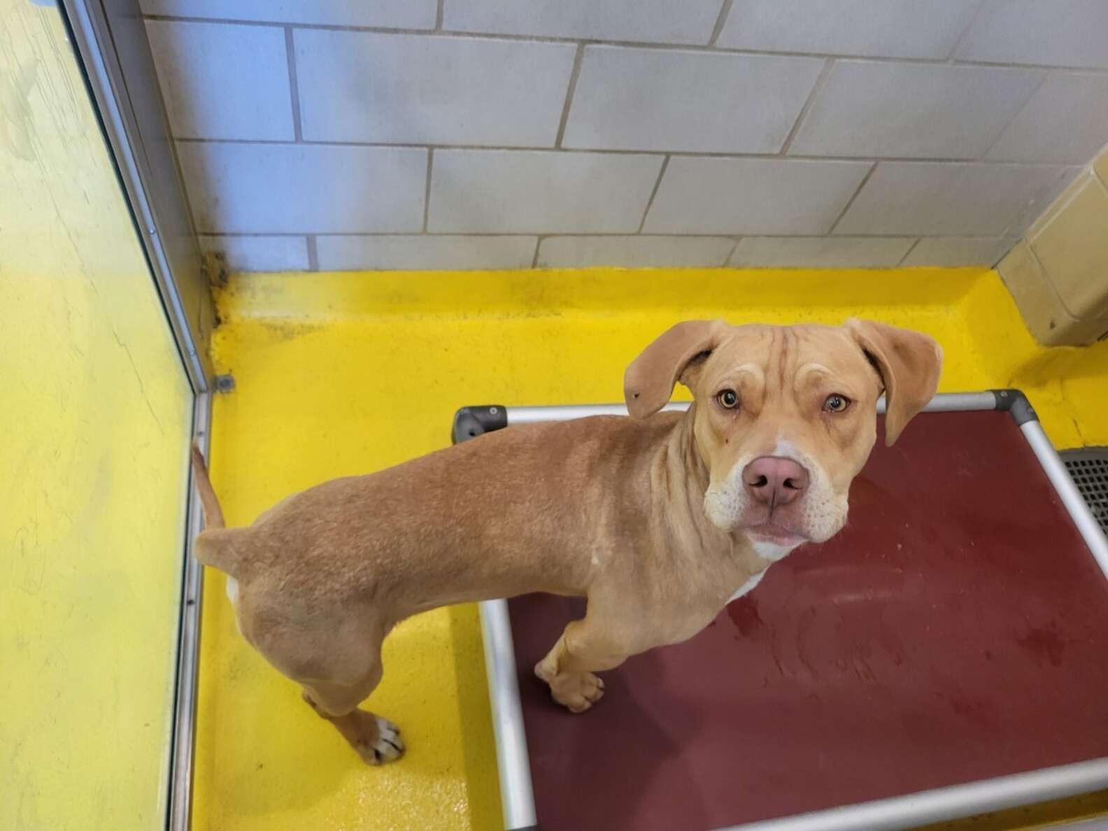 ronnie at the shelter