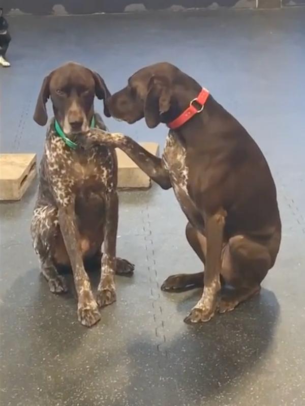 ruby gently petting a dog