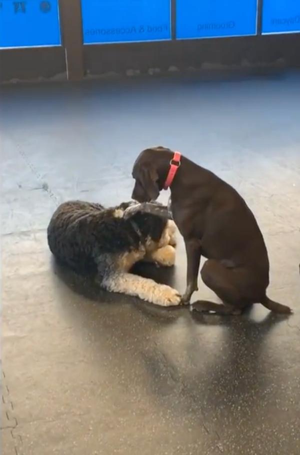 ruby petting a furry friend