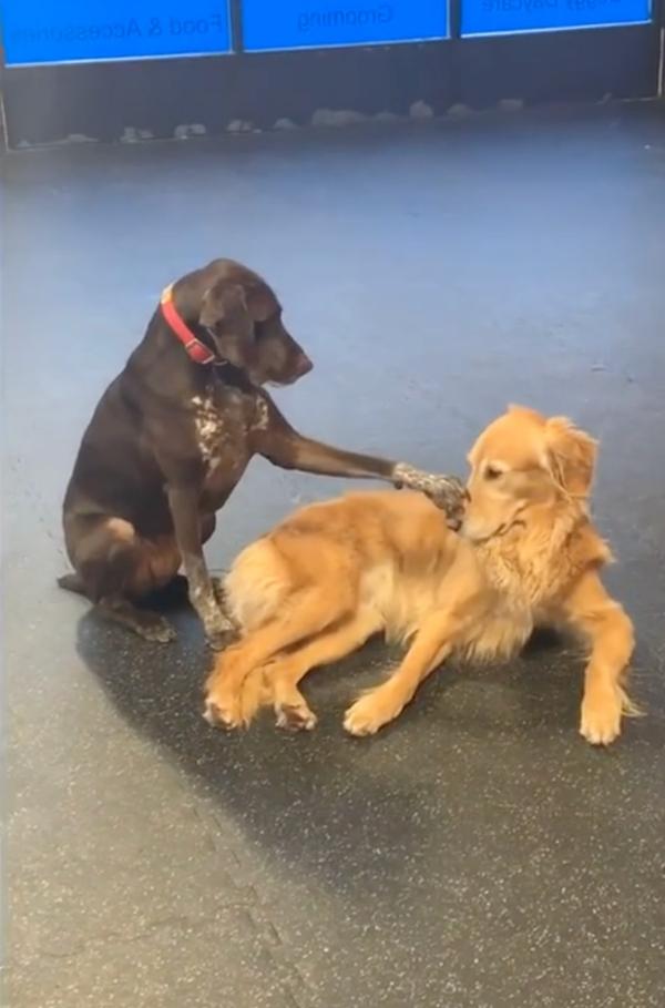 ruby petting another furry friend