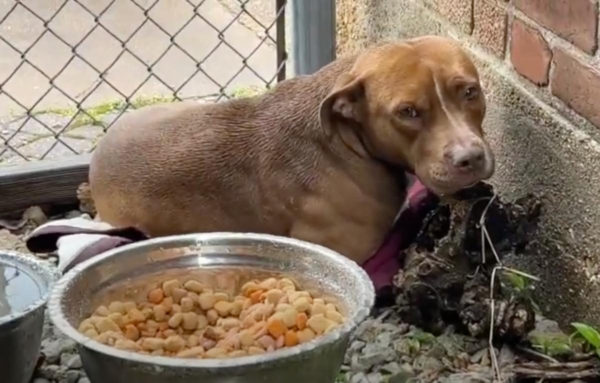 sad dog alone in alley with bowl of food