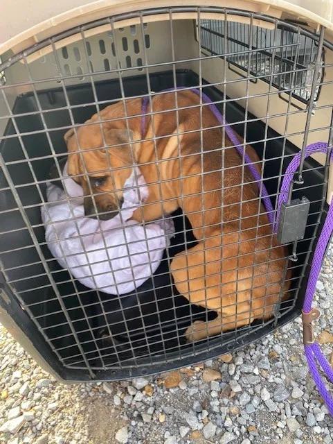 sad dog in kennel