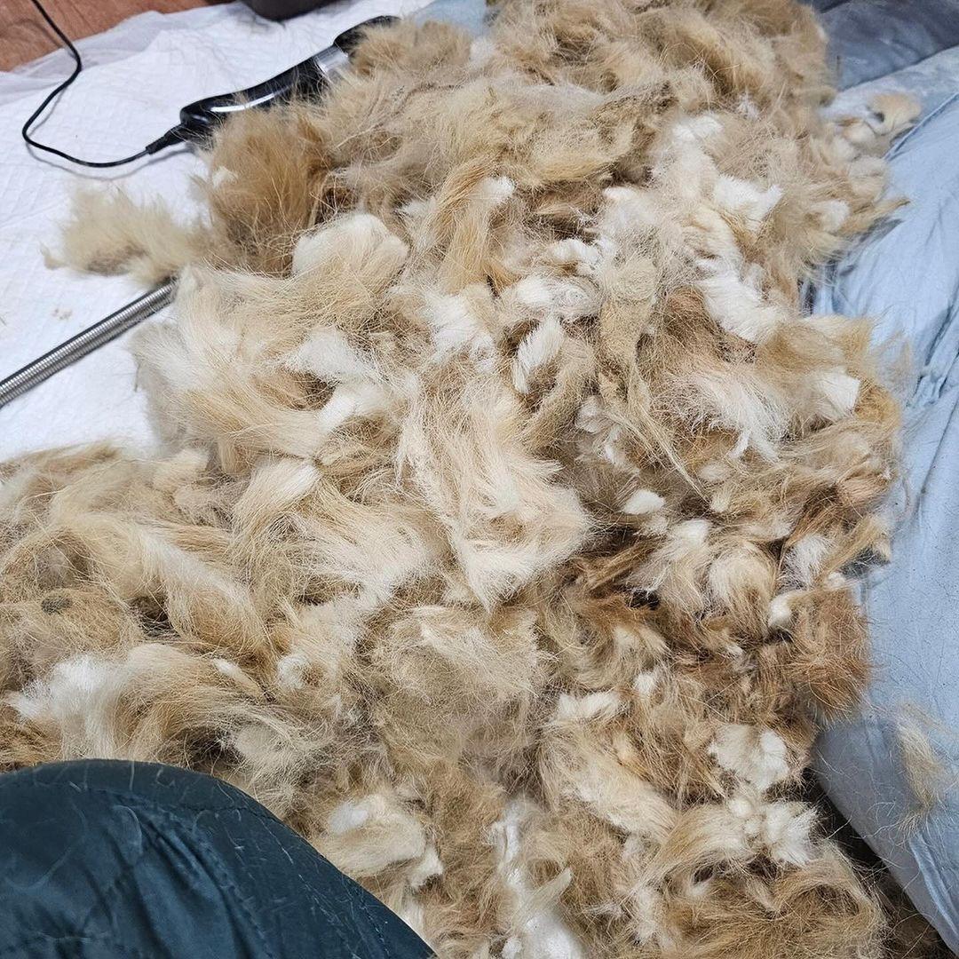 shaved dog fur