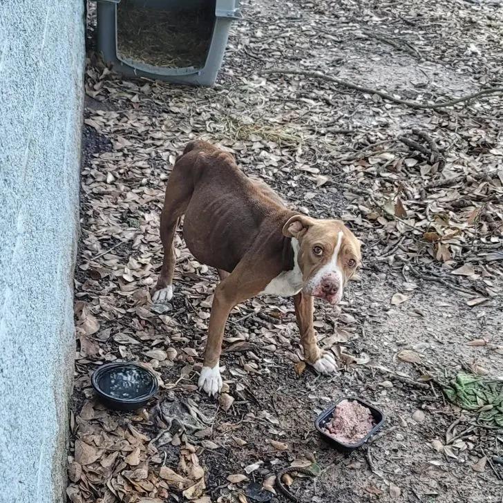 skinny dog eating