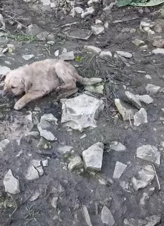 stranded pup