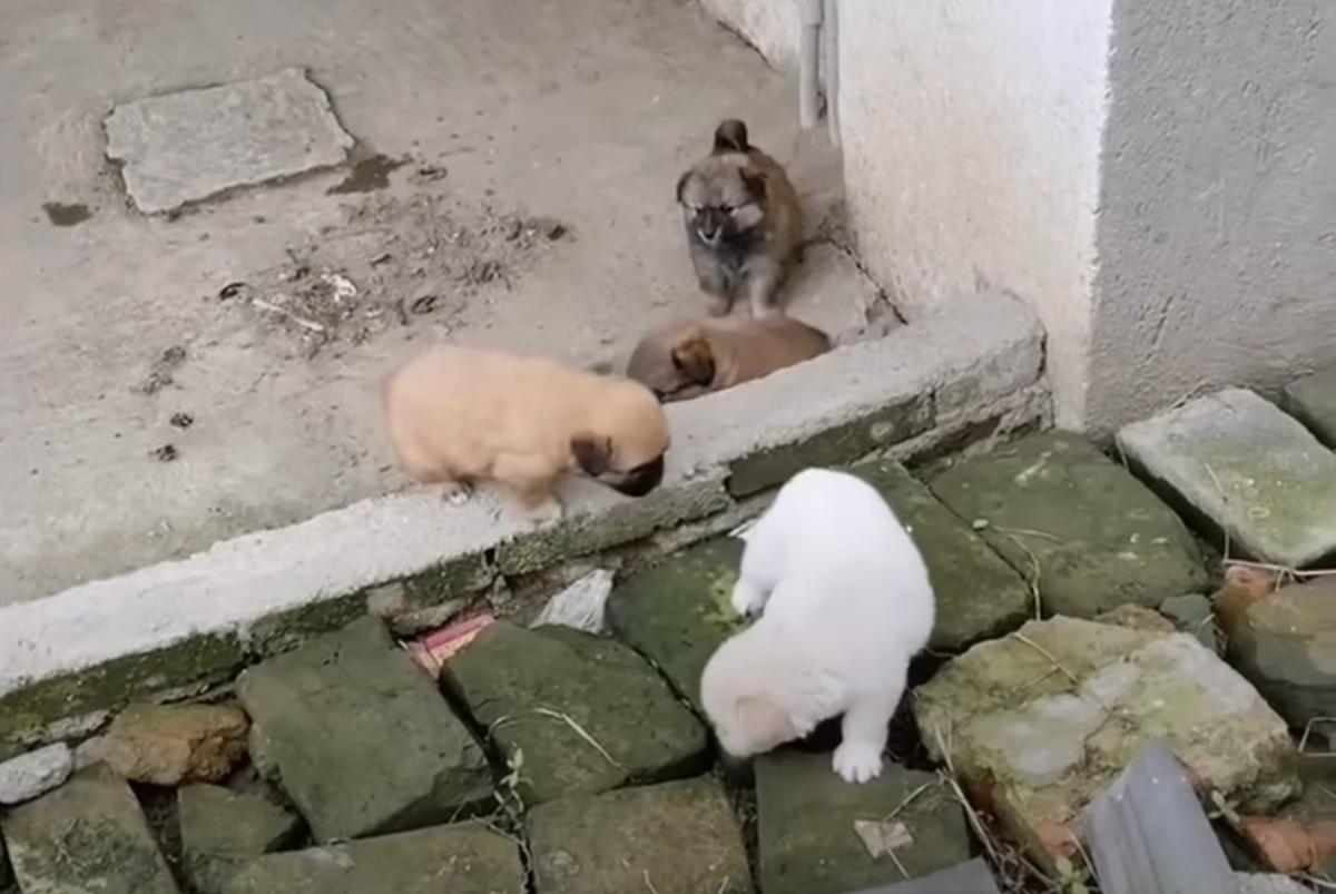 the puppies together after rescue