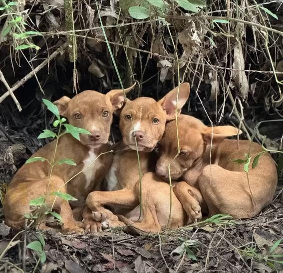 three puppies in forest