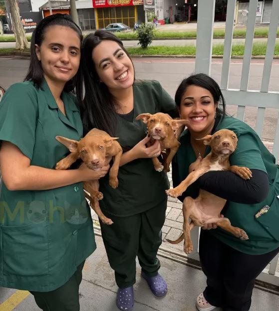 three women holding dogs