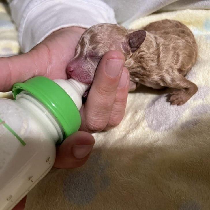 tiny puppy fed with bottle