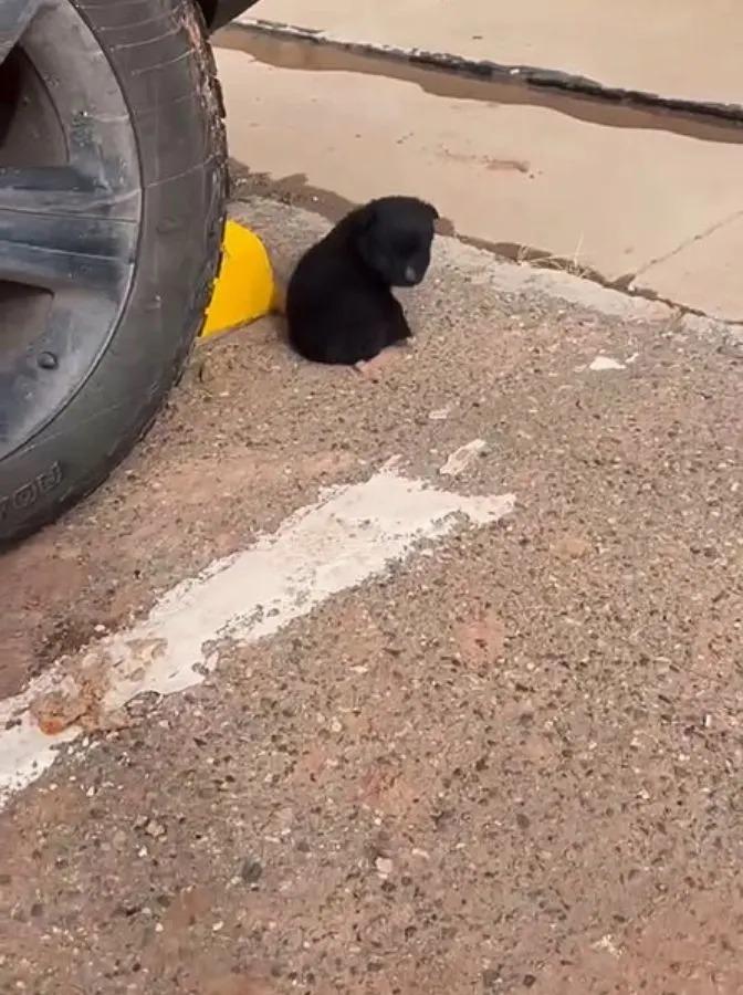 tiny puppy in parking lot