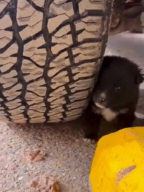 tiny puppy next to tire