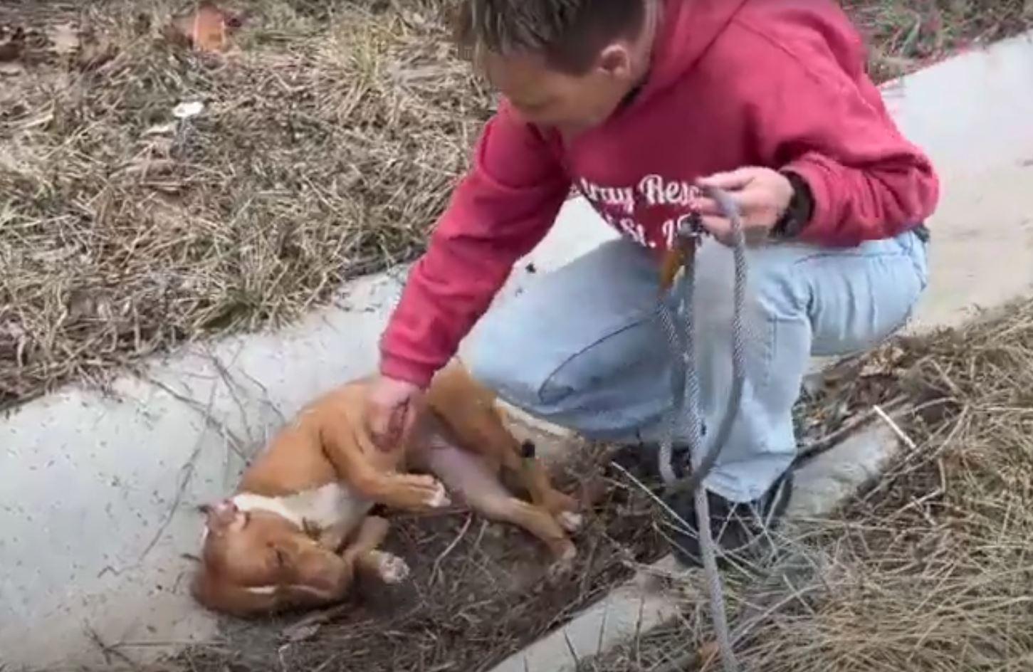 truck driver and puppy