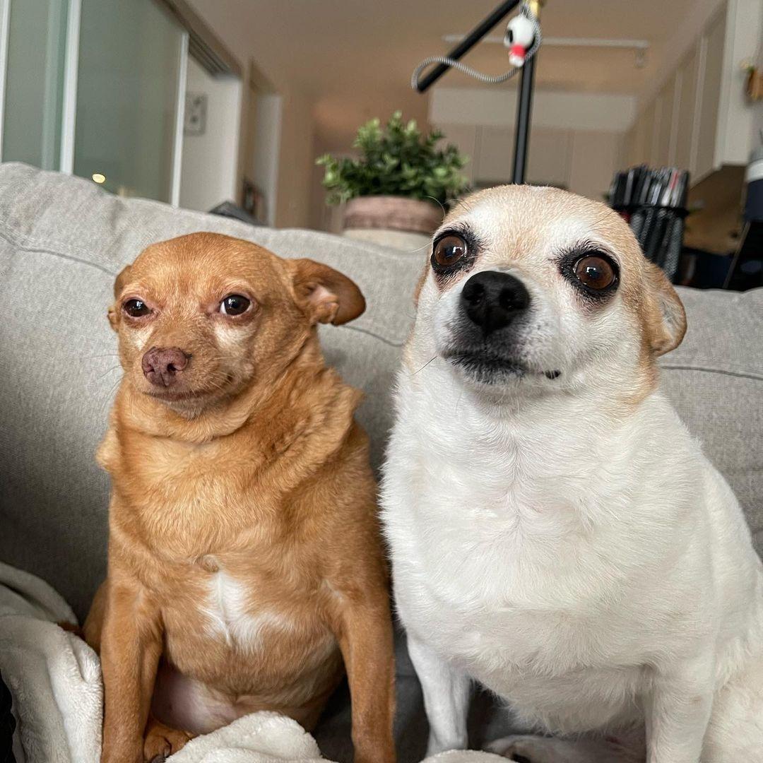 two chihuahuas on couch