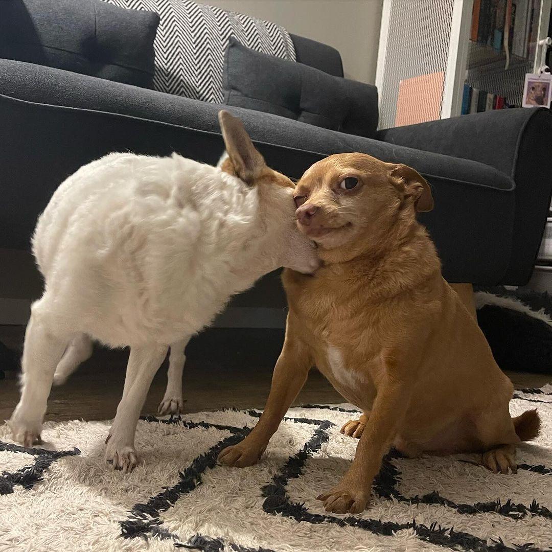 two chihuahuas playing