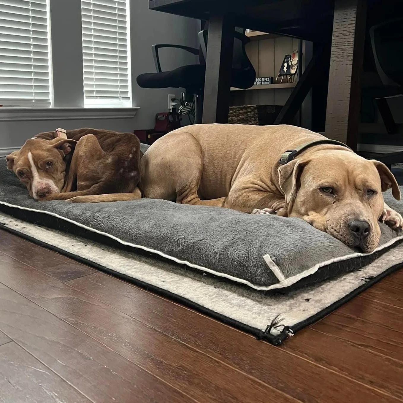 two dogs sleeping on pillow