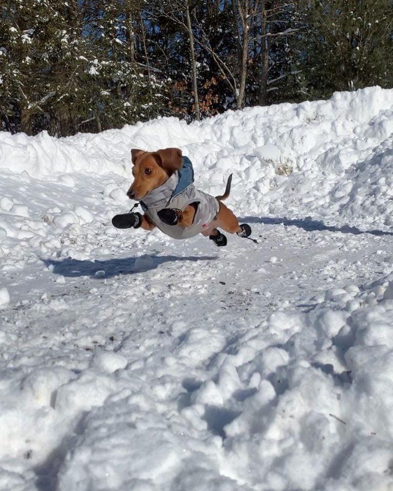 wilson in the snow