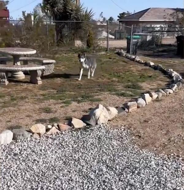 wolf in the backyard