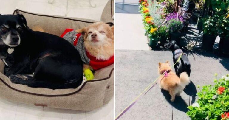 Faithful Dog Senses His Beloved Friend Is Sick And Bids Him Farewell In The Most Touching Way