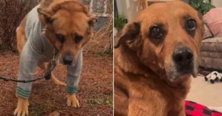 13-Year-Old Dog Left Behind As Family Considers Euthanasia Before Moving