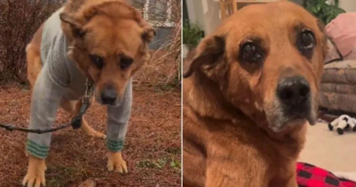 A Senior Dog Abandoned By Family Gets A Second Chance At Happiness