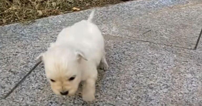 Freezing Three-Week-Old Puppy Crawls Along The Sidewalk Begging For Help