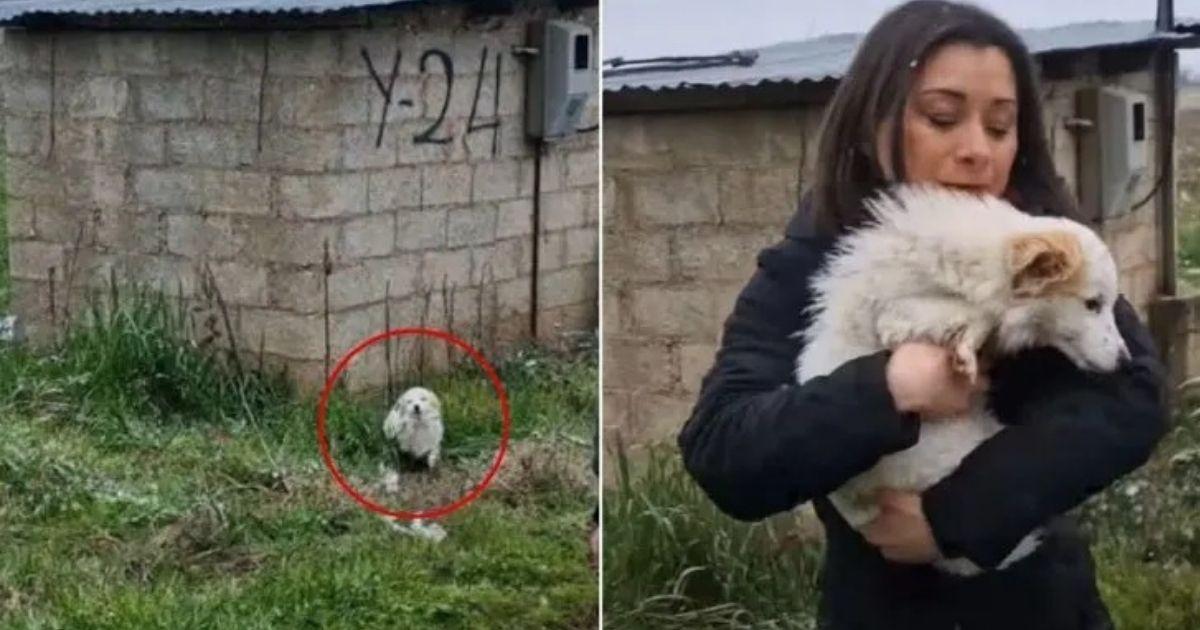 A Stray Dog Endures The Harsh Winter Until Rescuers Save The Day