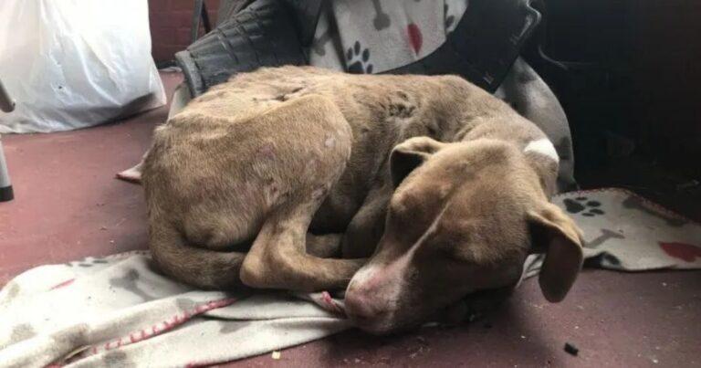 Adorable Broken Pup Desperately Needing Help Finds Comfort By Curling Up On A Family Porch