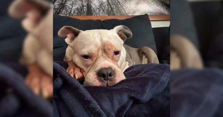 Caged Breeding Dog Was Left To Suffer, Now She’s A Happy Princess Living Her Best Life