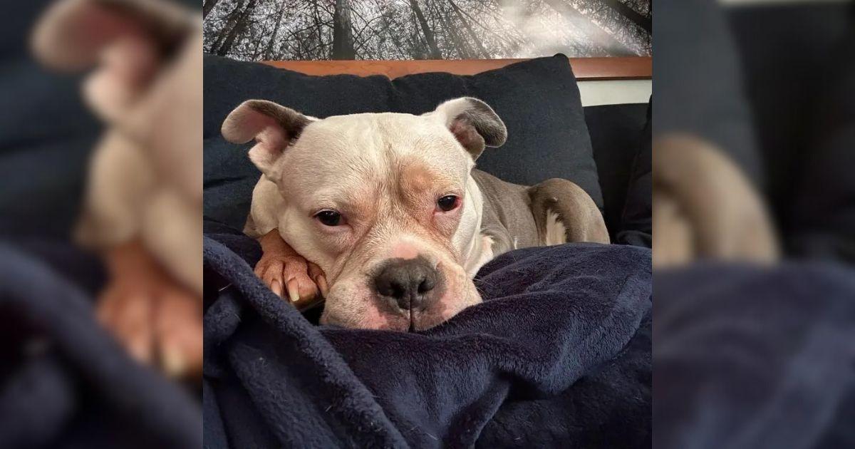 Abandoned Caged Dog Was Left To Suffer, Now She’s A Happy Princess Living Her Best Life