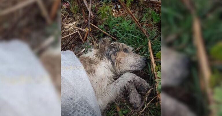 Abandoned Dog Found Helpless In The Woods Gets A Second Chance At Happiness